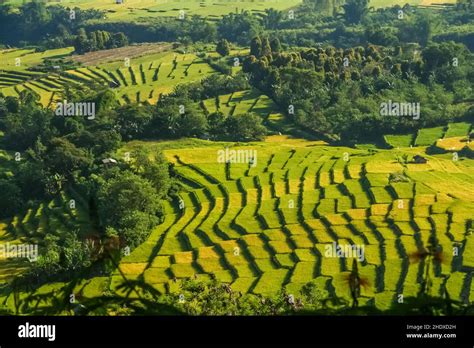 Exploring Agricultural Harmony The Ecology of Paddy Fields Unveils Indonesia's Rice Cultivation Tapestry