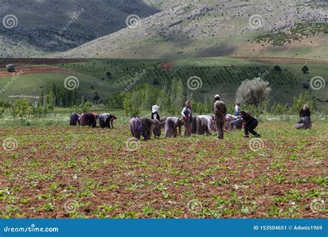 Understanding Turkish Agriculture: A Journey Through Uncultivated Lands by Ayşe Demiröz